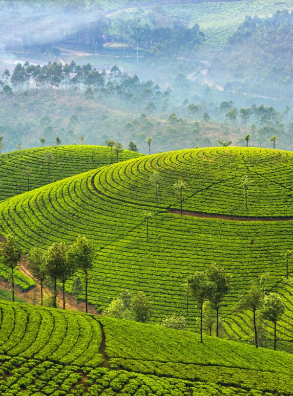 Tea,Plantations,In,Munnar,,Kerala,,India