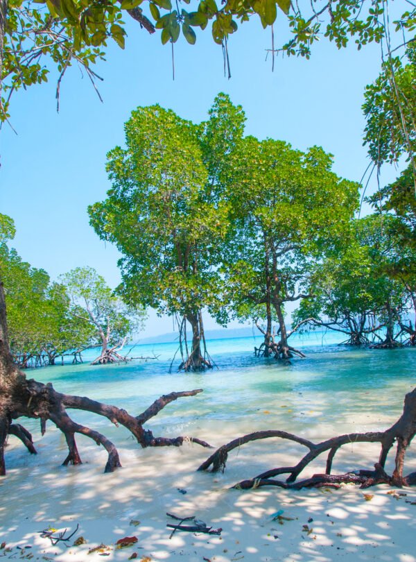 Stunning,View,Of,Havelock,Island,Beach,,Beautiful,Tree,In,The